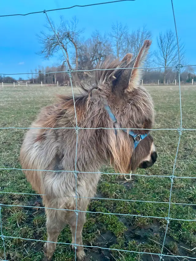 Mini  Donkey (Jack) - Photo 3
