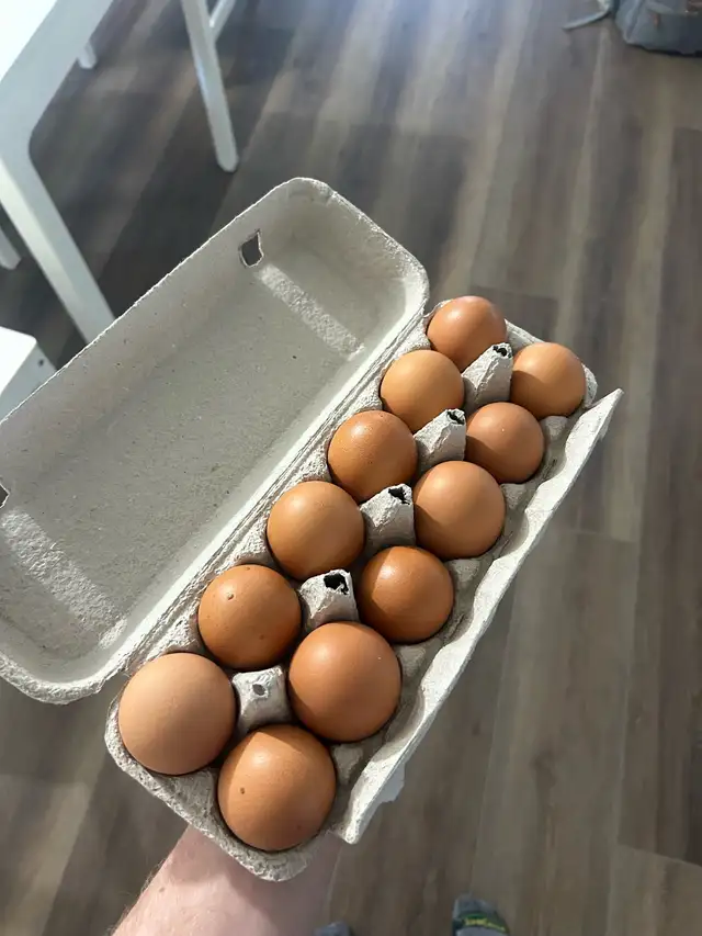 farm eggs