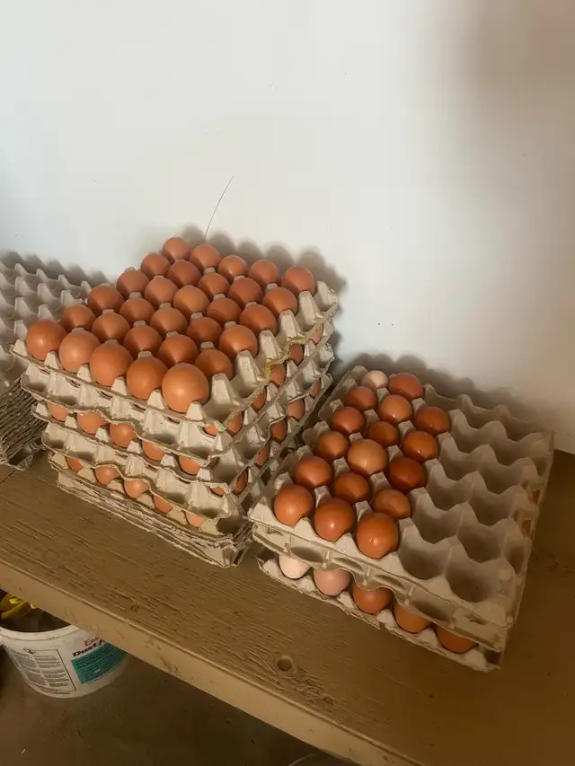farm eggs - Photo 2