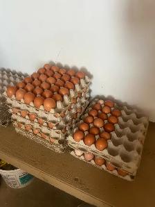 farm eggs - Photo 2