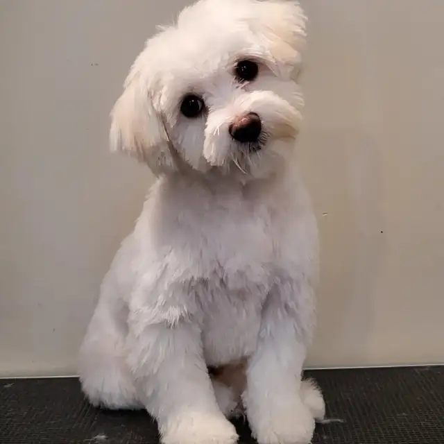 Certified Dog Grooming | 10% Off "NEW CLIENT" First Groom - Photo 3