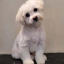 Certified Dog Grooming | 10% Off "NEW CLIENT" First Groom - Photo 3