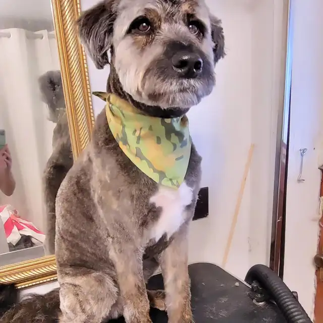 Certified Dog Grooming | 10% Off "NEW CLIENT" First Groom - Photo 4