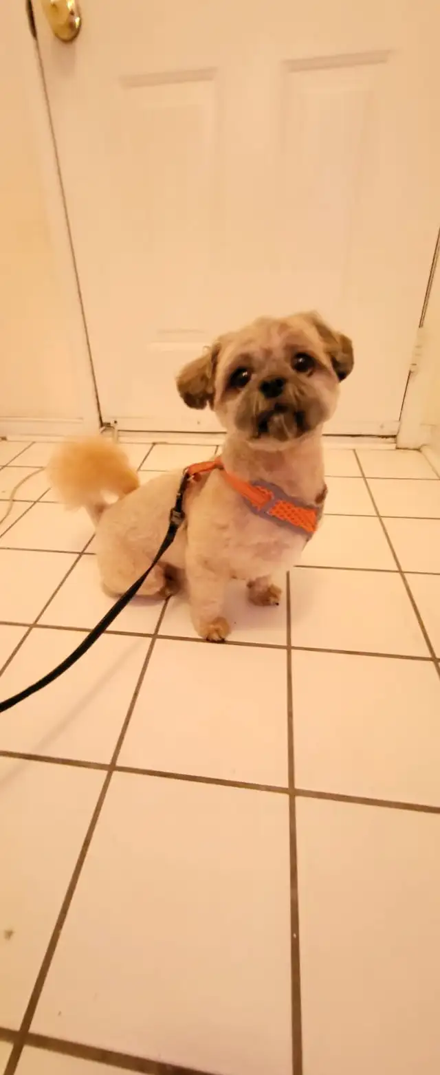 Certified Dog Grooming | 10% Off "NEW CLIENT" First Groom - Photo 5