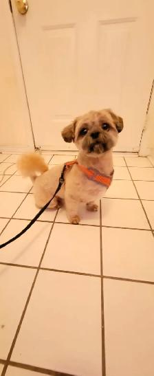 Certified Dog Grooming | 10% Off "NEW CLIENT" First Groom - Photo 5