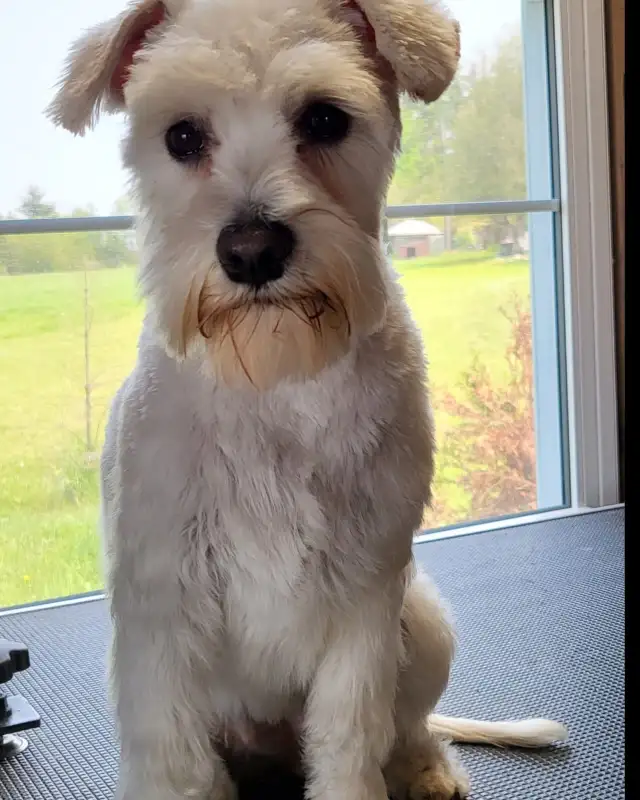 Certified Dog Grooming | 10% Off "NEW CLIENT" First Groom - Photo 6
