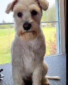 Certified Dog Grooming | 10% Off "NEW CLIENT" First Groom - Photo 6