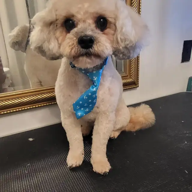 Certified Dog Grooming | 10% Off "NEW CLIENT" First Groom - Photo 7