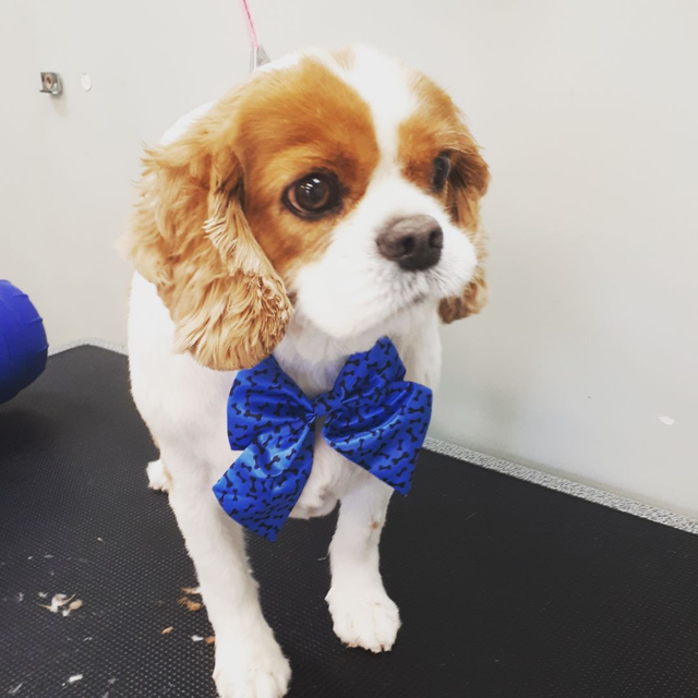 Certified Dog Grooming | 10% Off "NEW CLIENT" First Groom - Photo 8