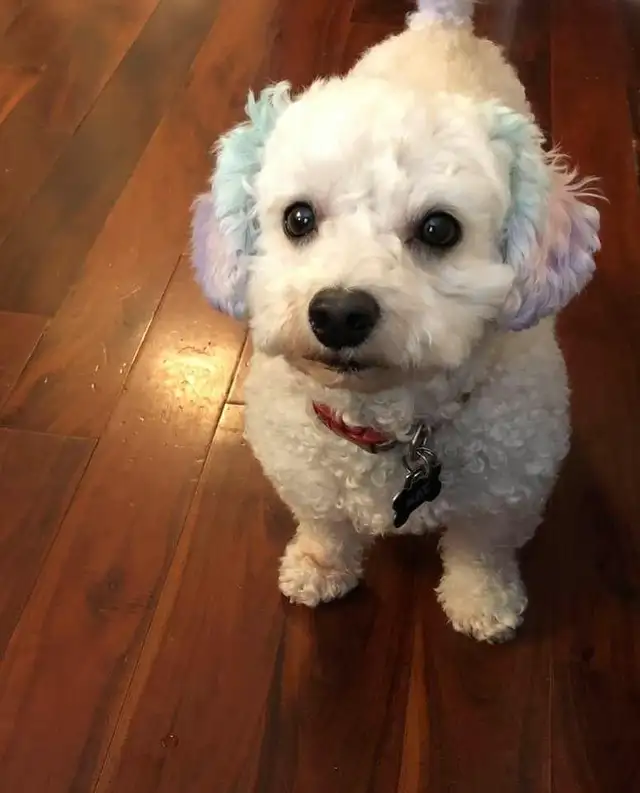 Certified Dog Grooming | 10% Off "NEW CLIENT" First Groom - Photo 9