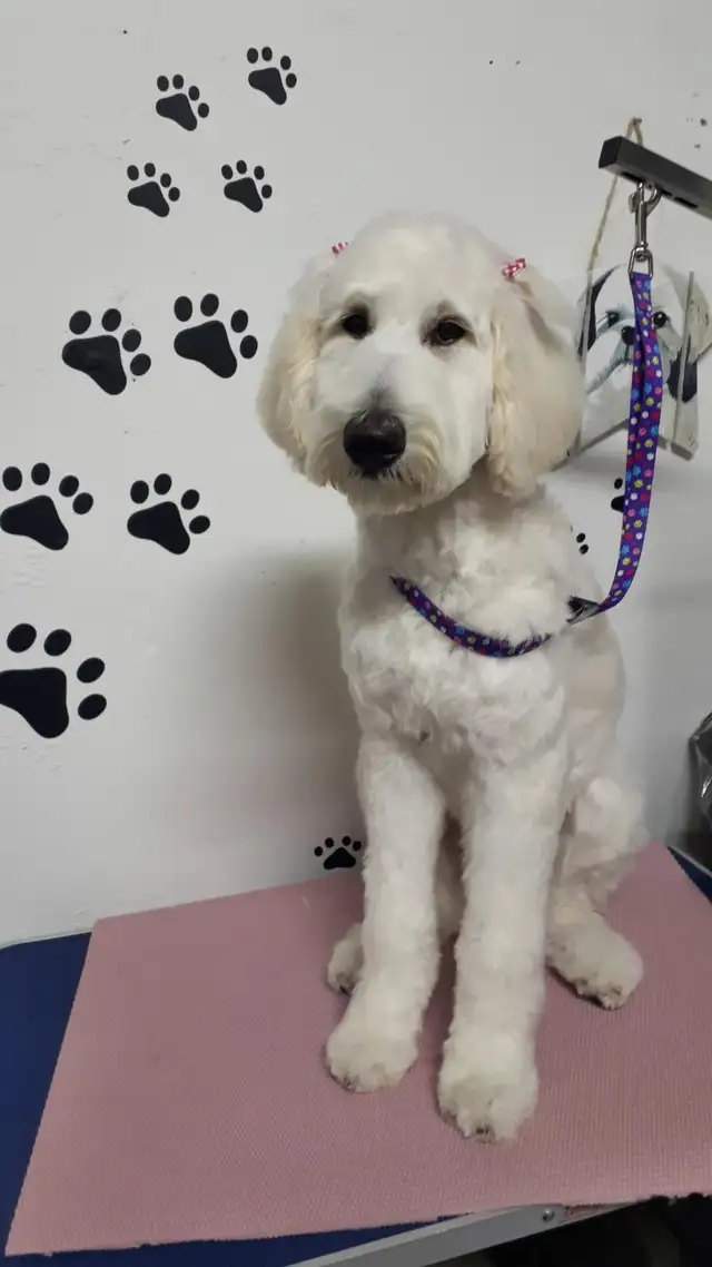 Certified Dog Grooming | 10% Off "NEW CLIENT" First Groom - Photo 10