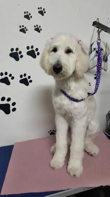 Certified Dog Grooming | 10% Off "NEW CLIENT" First Groom - Photo 10