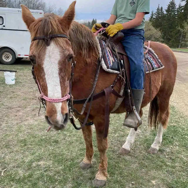 Morgan - Kids Horse