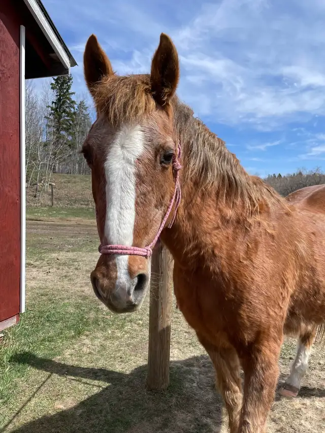 Morgan - Kids Horse - Photo 2