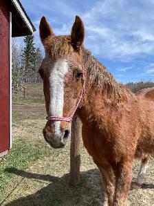 Morgan - Kids Horse - Photo 2