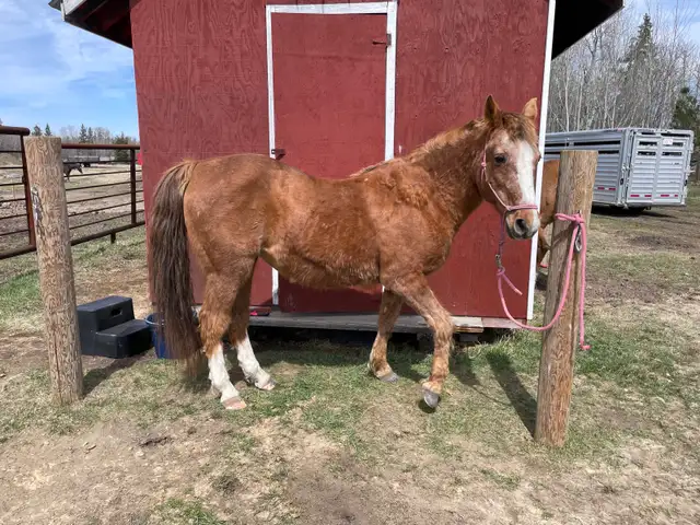Morgan - Kids Horse - Photo 3
