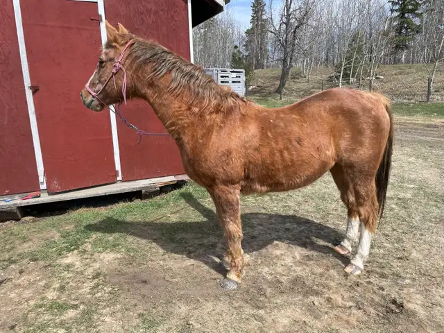 Morgan - Kids Horse - Photo 4