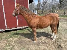 Morgan - Kids Horse - Photo 4