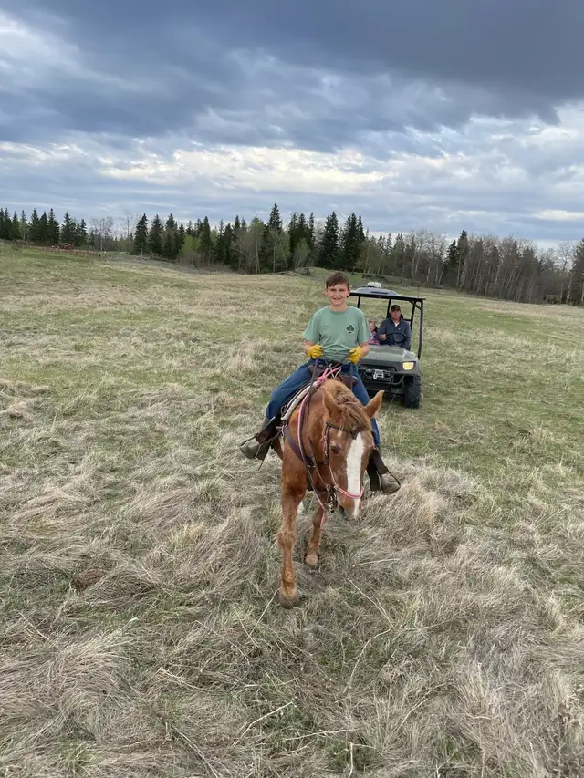 Morgan - Kids Horse - Photo 5