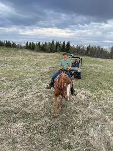 Morgan - Kids Horse - Photo 5