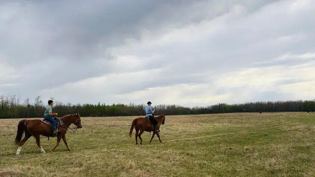 Morgan - Kids Horse - Photo 6