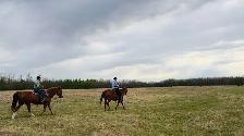 Morgan - Kids Horse - Photo 6