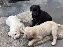 Chocolate lab and great Pyrenees puppies for sale - Photo 2