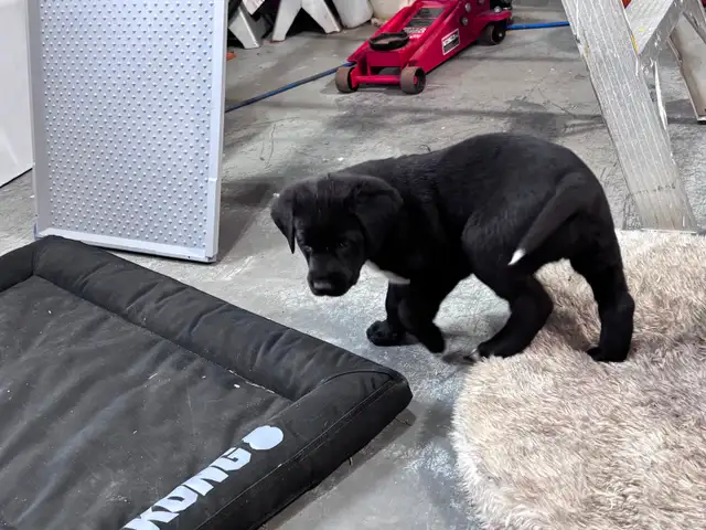 Chocolate lab and great Pyrenees puppies for sale - Photo 3