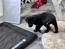 Chocolate lab and great Pyrenees puppies for sale - Photo 3
