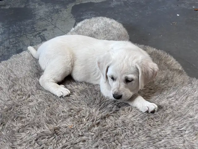 Chocolate lab and great Pyrenees puppies for sale - Photo 4