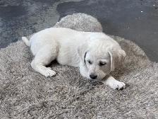 Chocolate lab and great Pyrenees puppies for sale - Photo 4