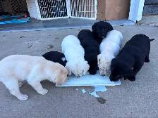 Chocolate lab and great Pyrenees puppies for sale - Photo 6
