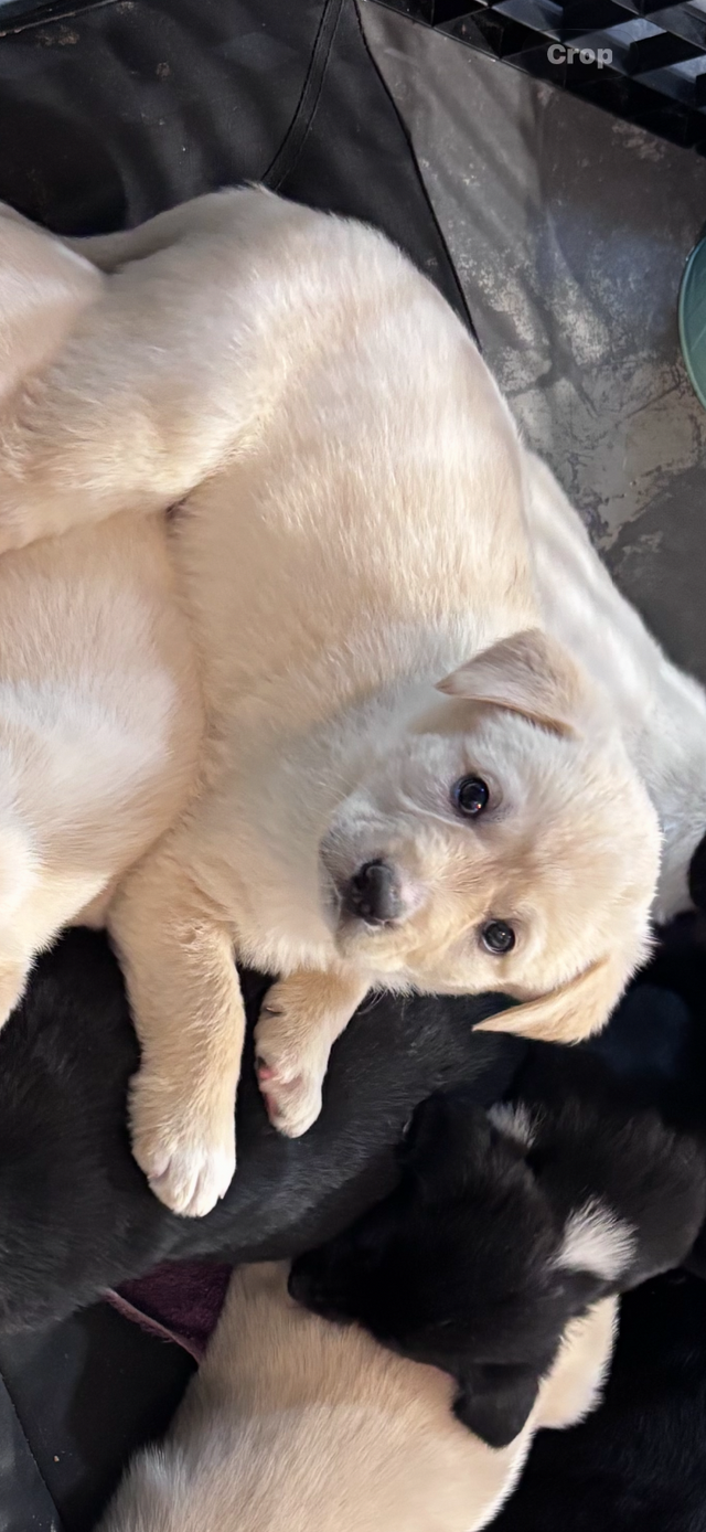 Chocolate lab and great Pyrenees puppies for sale - Photo 7