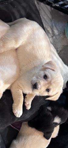 Chocolate lab and great Pyrenees puppies for sale - Photo 7