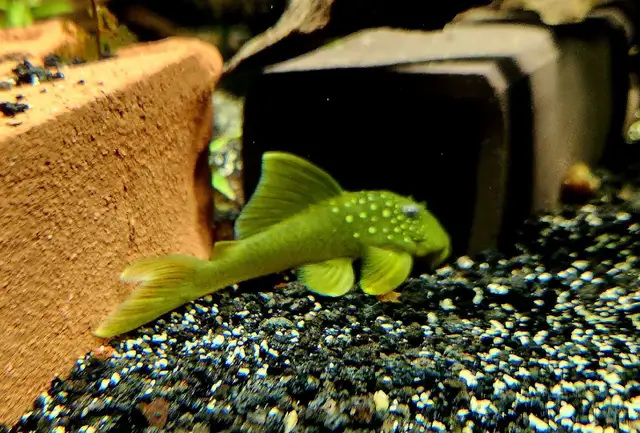 L200 high fin green phantom pleco 2.5'