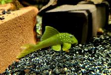 L200 high fin green phantom pleco 2.5'