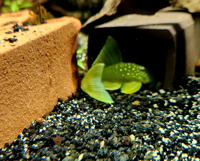 L200 high fin green phantom pleco 2.5' - Photo 2