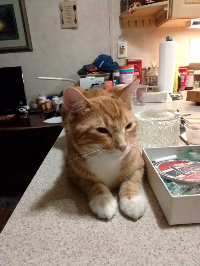 7 months old orange boy