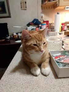 7 months old orange boy