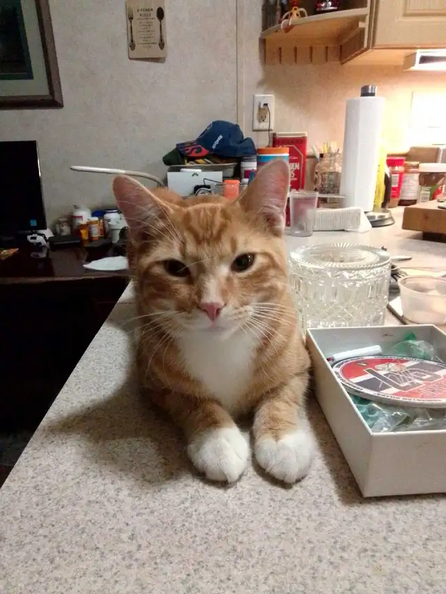 7 months old orange boy - Photo 2