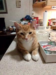 7 months old orange boy - Photo 2