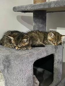 $100 Bonded Pair of Tabby Cats (Male, Female siblings)