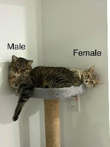 $100 Bonded Pair of Tabby Cats (Male, Female siblings) - Photo 2