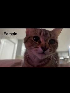 $100 Bonded Pair of Tabby Cats (Male, Female siblings) - Photo 3