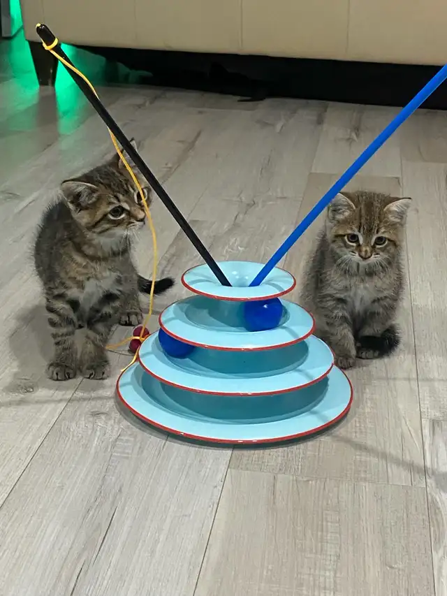 $100 Bonded Pair of Tabby Cats (Male, Female siblings) - Photo 4