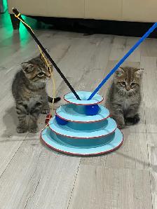 $100 Bonded Pair of Tabby Cats (Male, Female siblings) - Photo 4