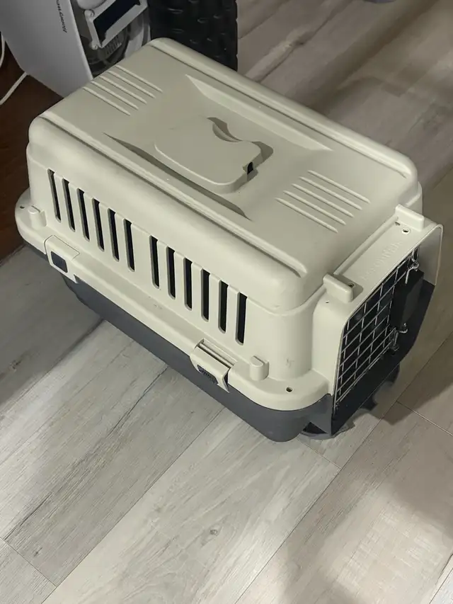 $100 Bonded Pair of Tabby Cats (Male, Female siblings) - Photo 5
