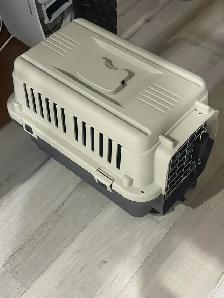 $100 Bonded Pair of Tabby Cats (Male, Female siblings) - Photo 5