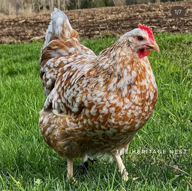 SWEDISH FLOWER HENS