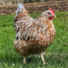SWEDISH FLOWER HENS